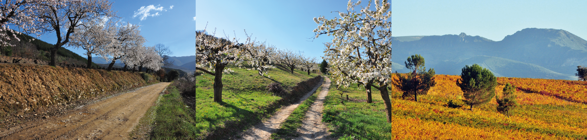 El Bierzo